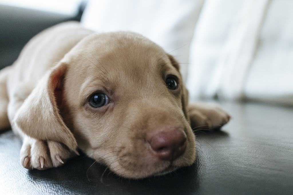 Cucciolo Di Cane 4 Cose Da Fare Prima Di Accoglierlo In Casa