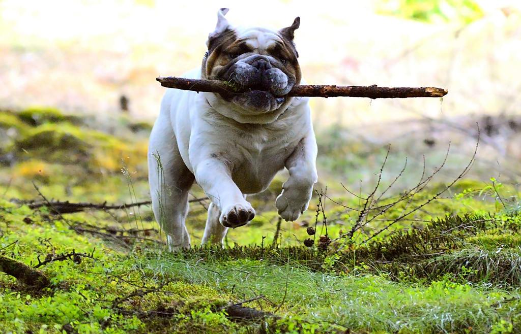 esercizi per cani