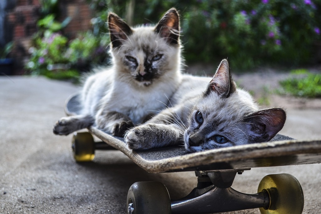 gatto maschio o femmina