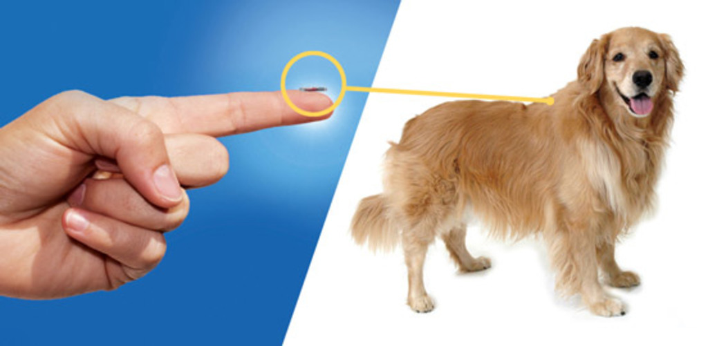 La Guida Al Microchip Per Il Cane Scopri Quanto Costa Presso Le Asl E Dal Veterinario