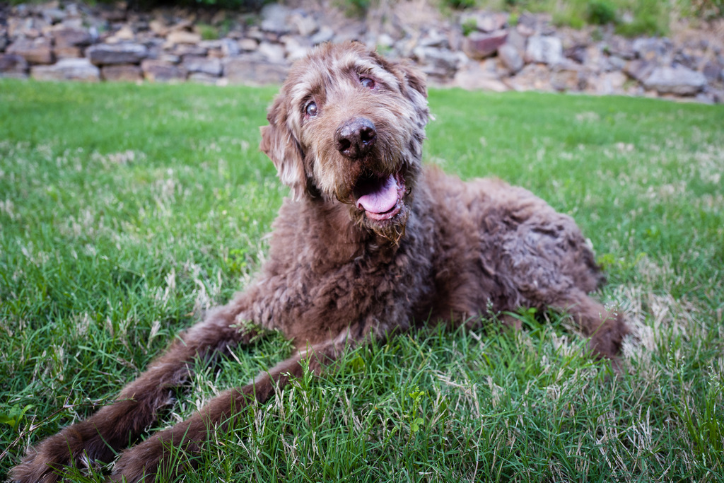 Questo è un cane anziano