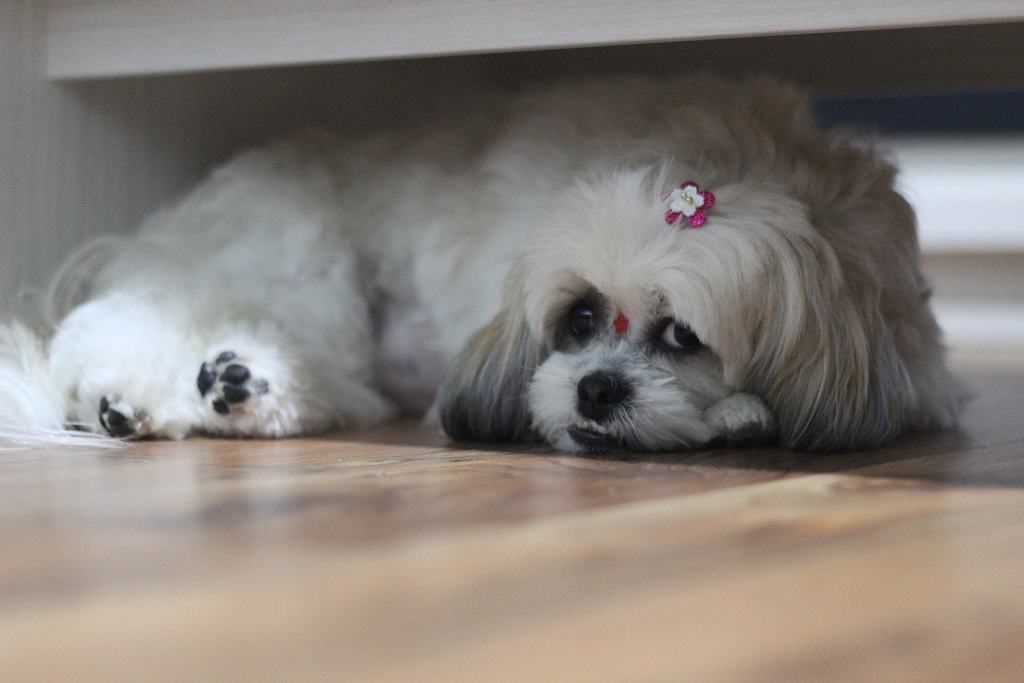 shih tzu cane