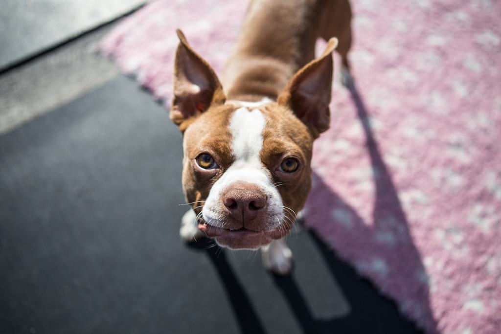 boston terrier carattere