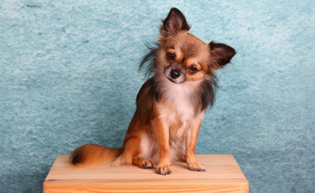 chihuahua carattere