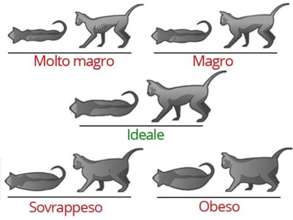 Gatto obeso. Cosa fare? Ecco i consigli del veterinario