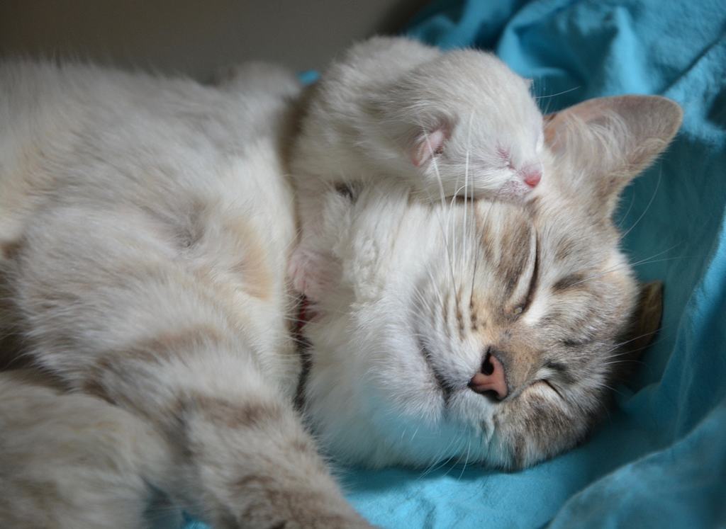 Svezzamento Gattini Quando Iniziare E Come Fare AmicoVet