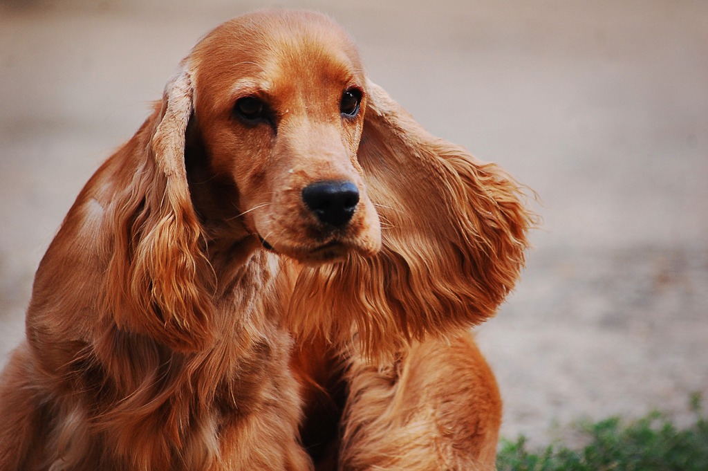 cocker spaniel inglese