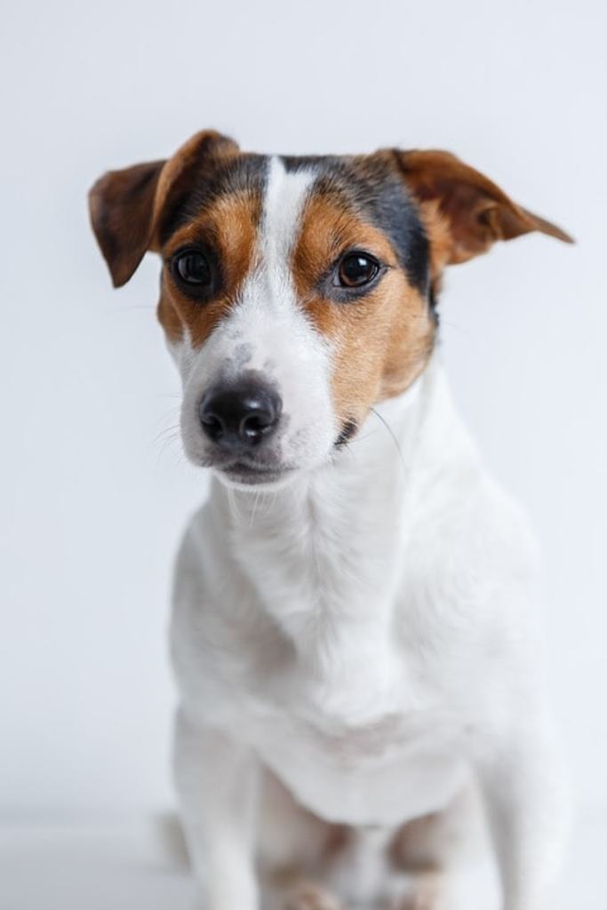 Jack Russell