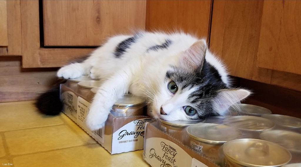 alimentazione casalinga gatto