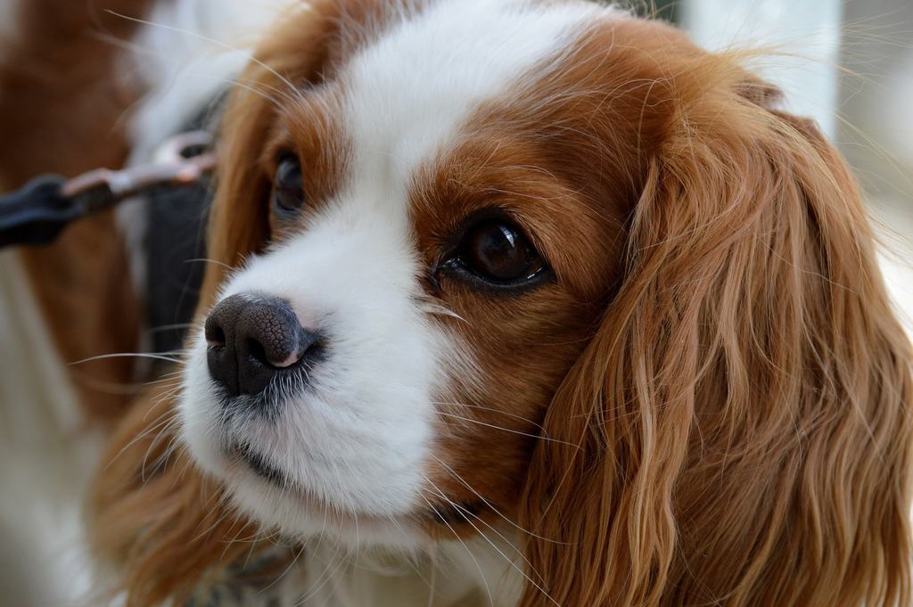 cavalier king