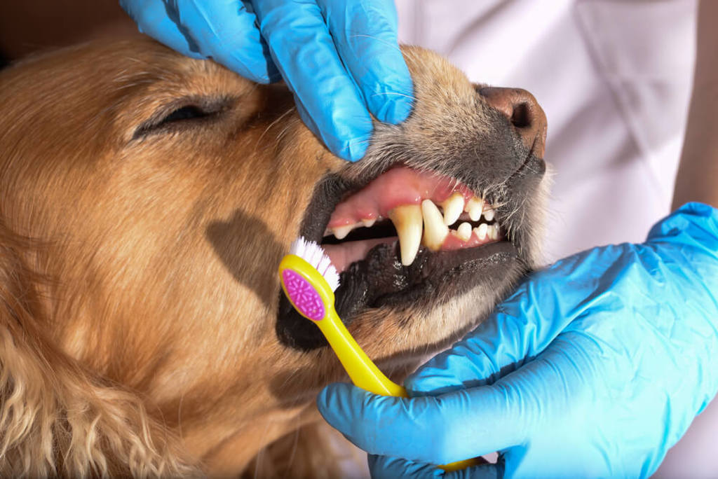Pulizia denti cane: come lavare i denti al cane - AmicoVet