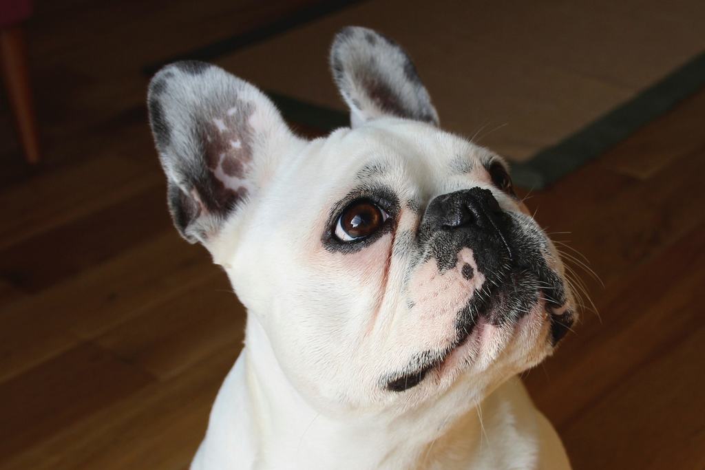 bulldog francese prezzo