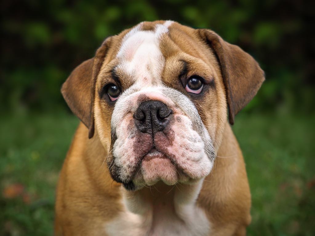 bulldog inglese prezzo
