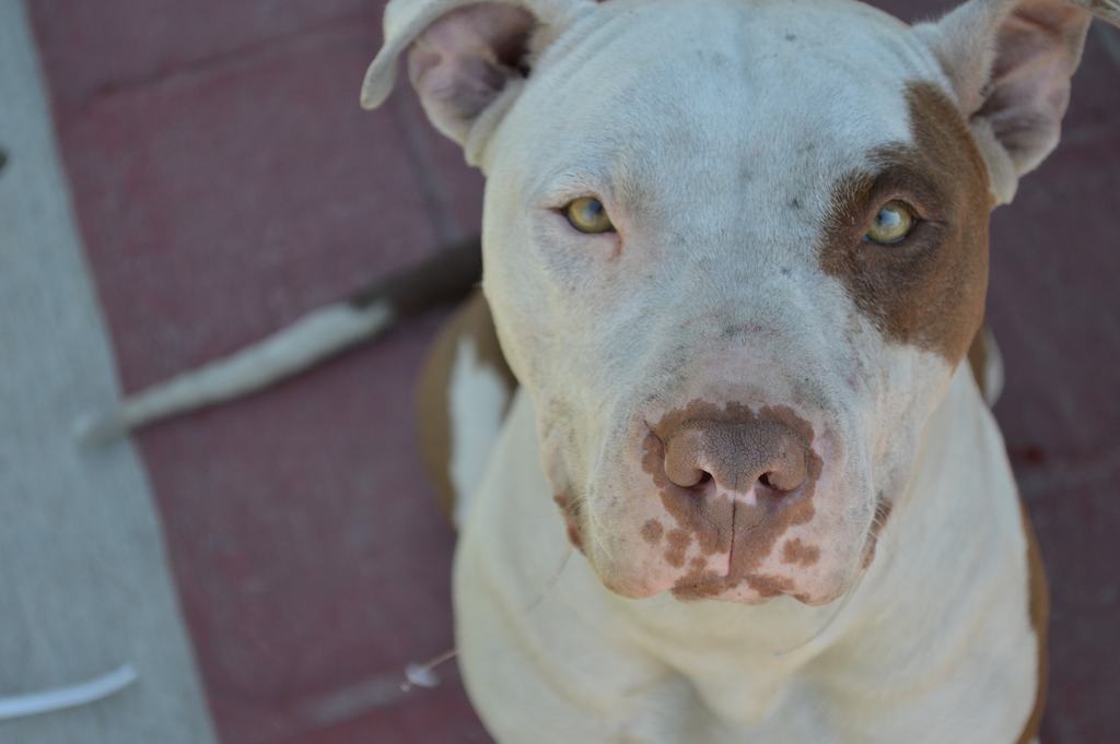 cane vomita giallo