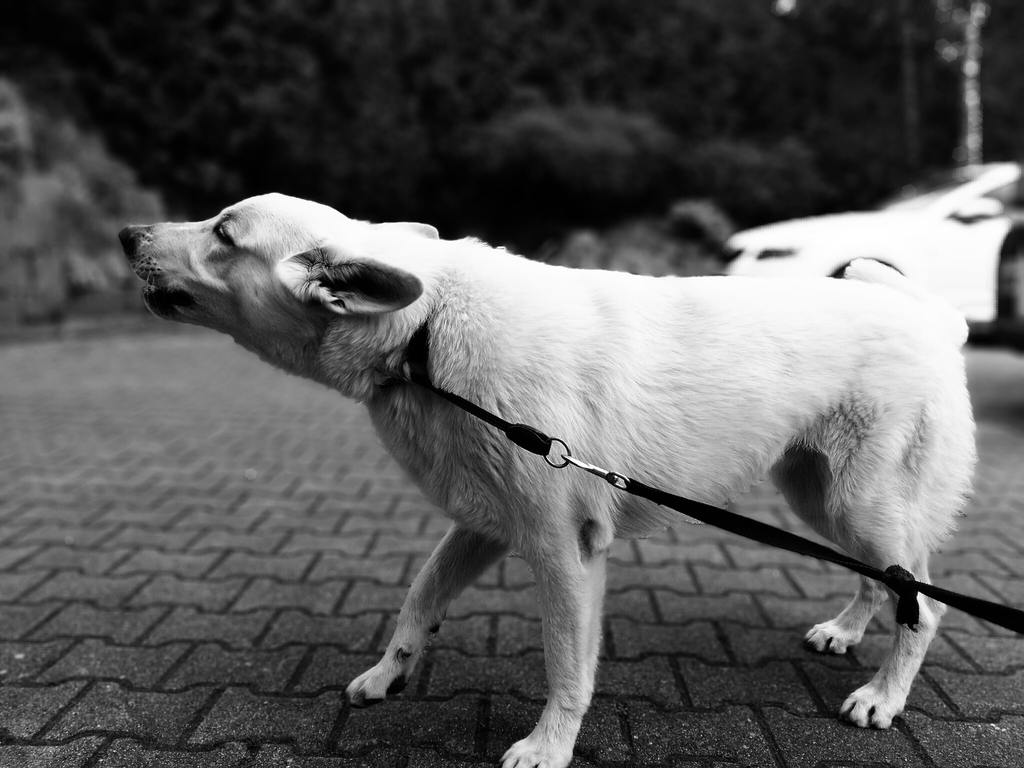 cane aggressivo con altri cani