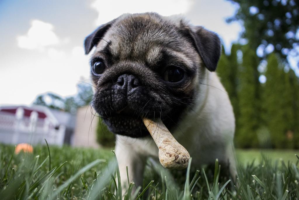 cane non mangia