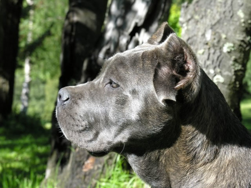 cane corso