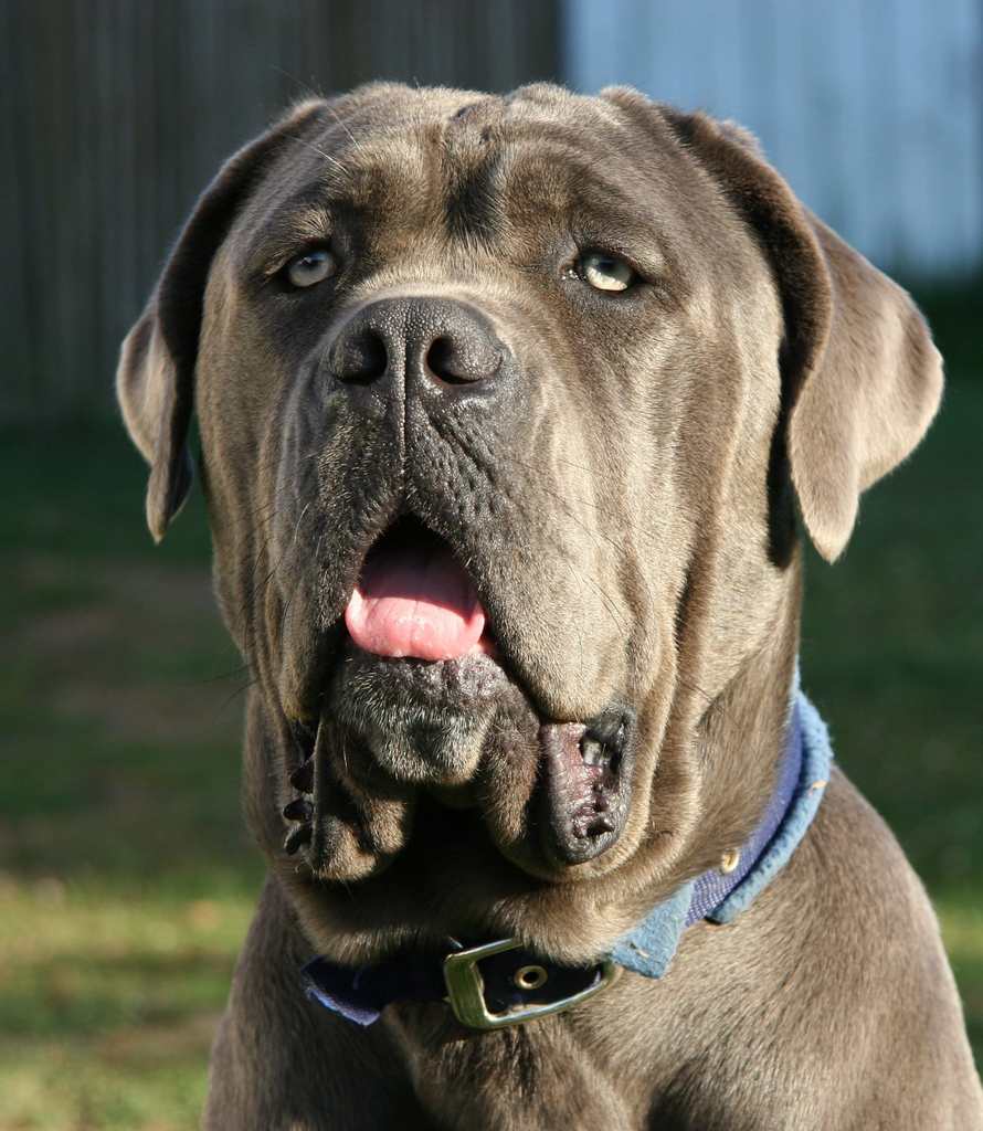 mastino napoletano