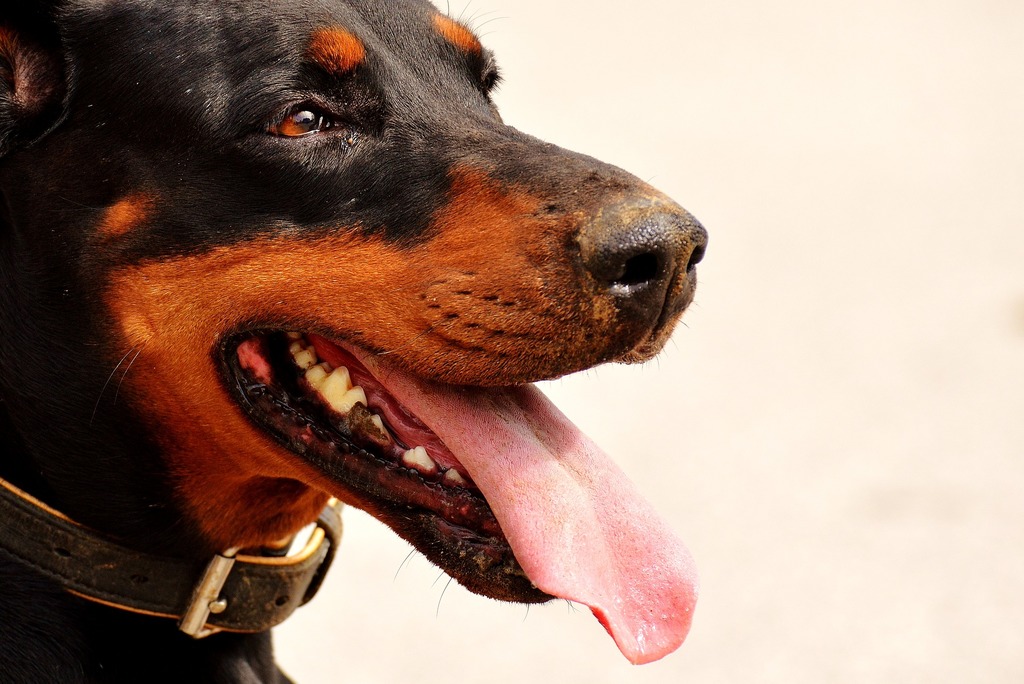 doberman pinscher