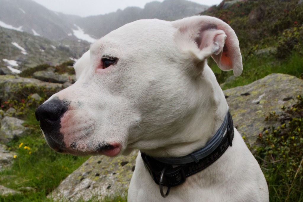 dogo argentino