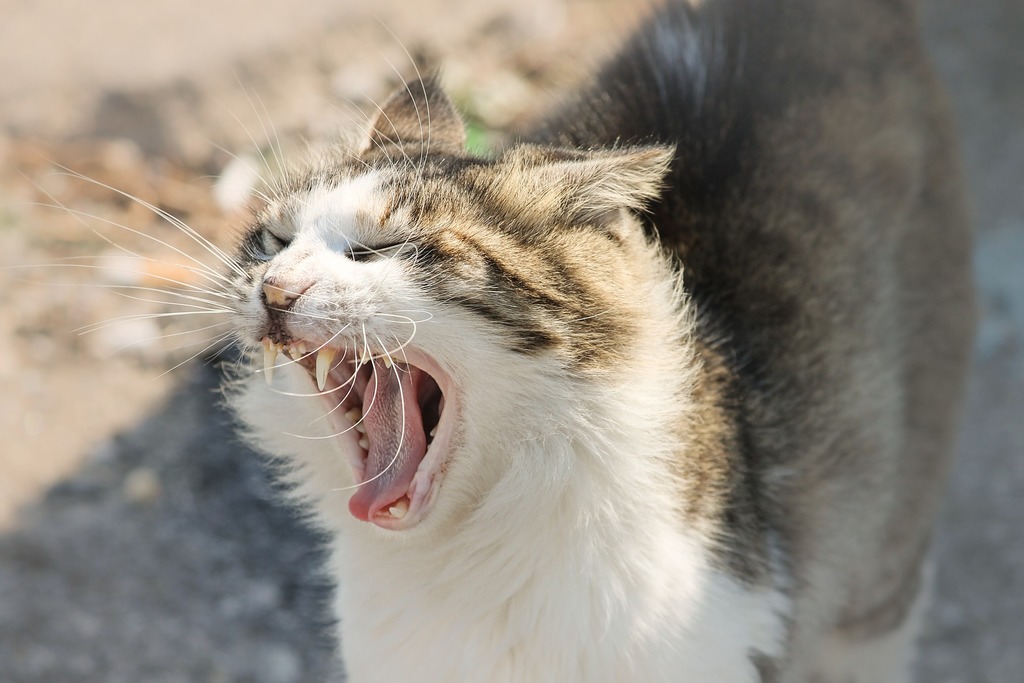 gatto aggressivo