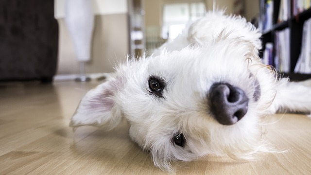 soffietto al cuore nel cane