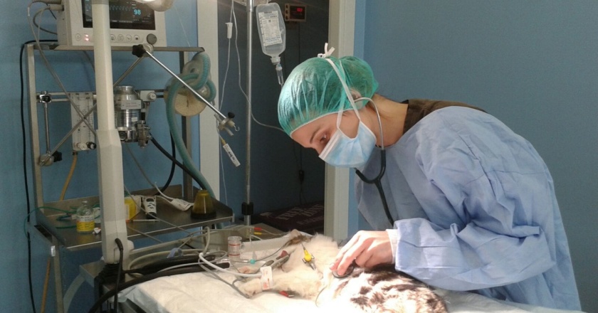 sterilizzazioni castrazione cane e gatto milano