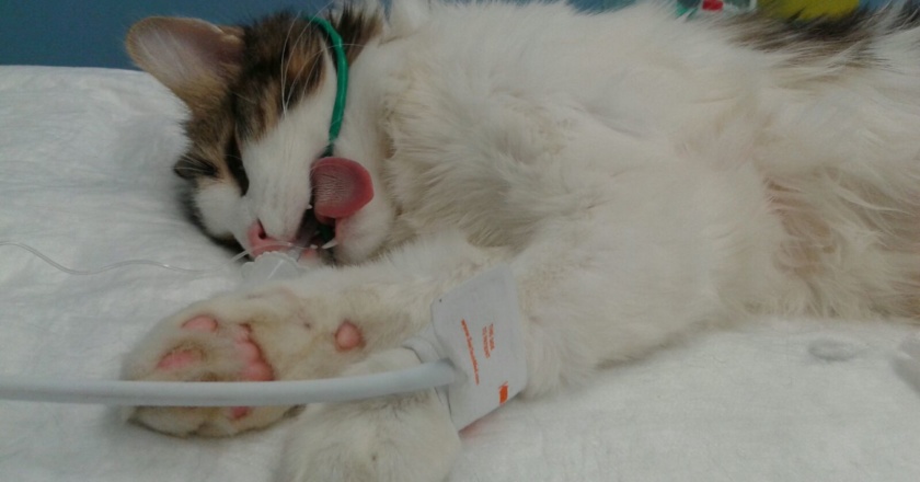 sterilizzazioni castrazione cane e gatto milano