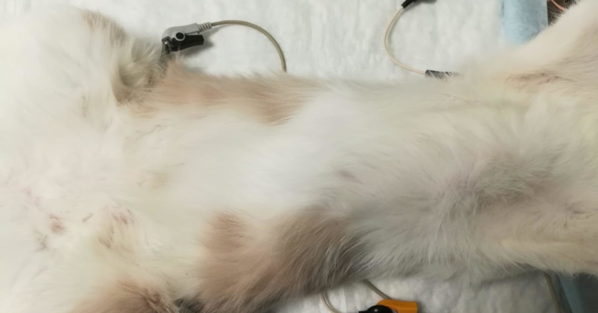 sterilizzazioni castrazione cane e gatto milano