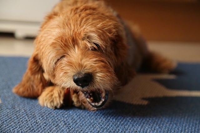 cane mangia le feci