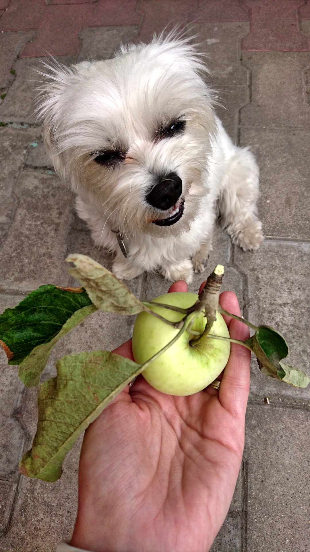 i cani possono mangiare le mele