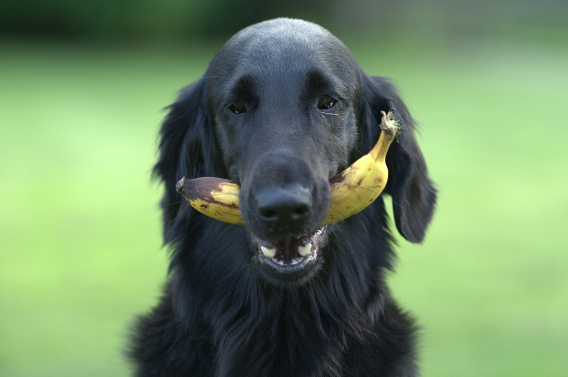 il cane può mangiare la frutta