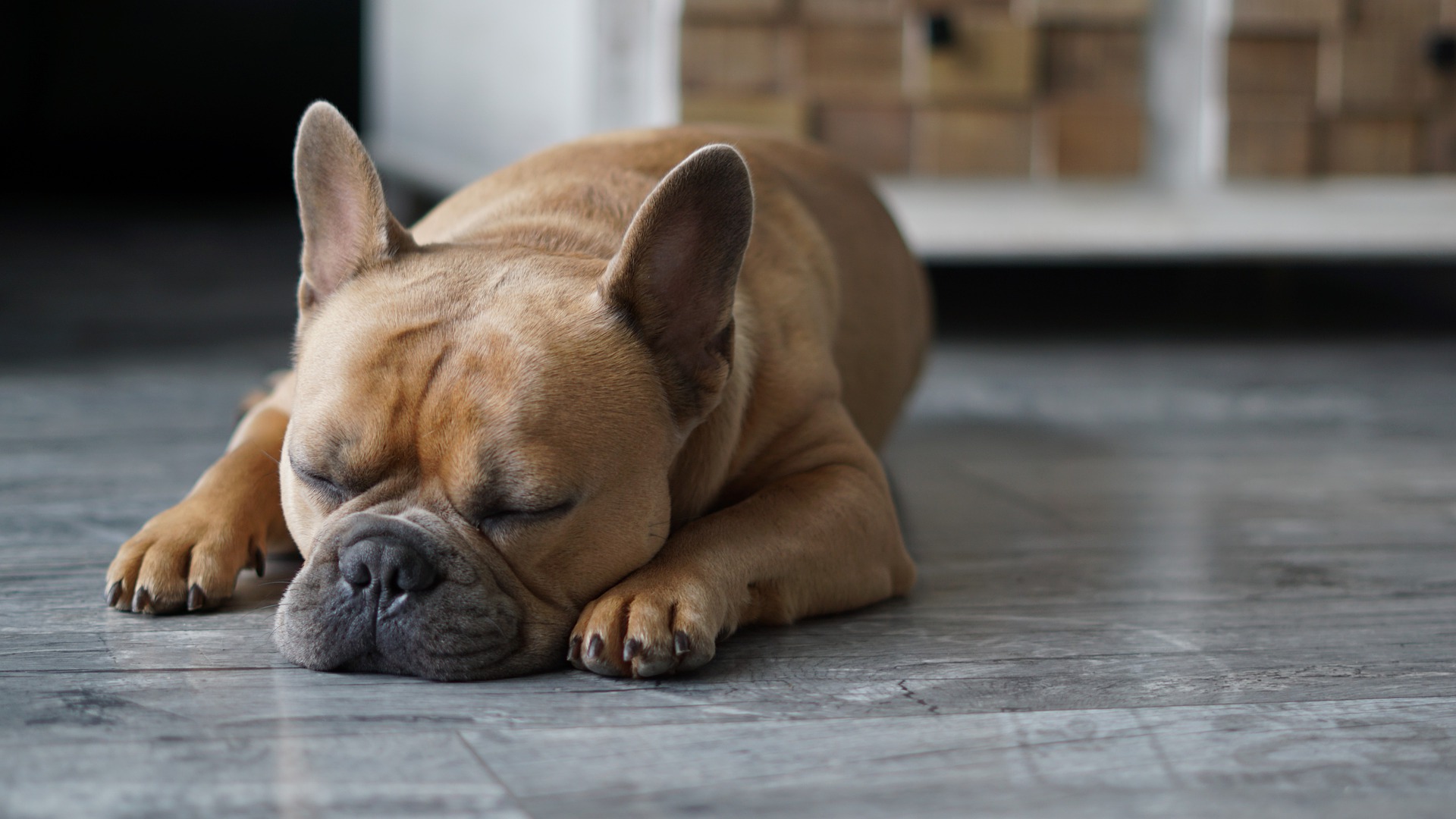 Cane stanco e apatico mentre dorme