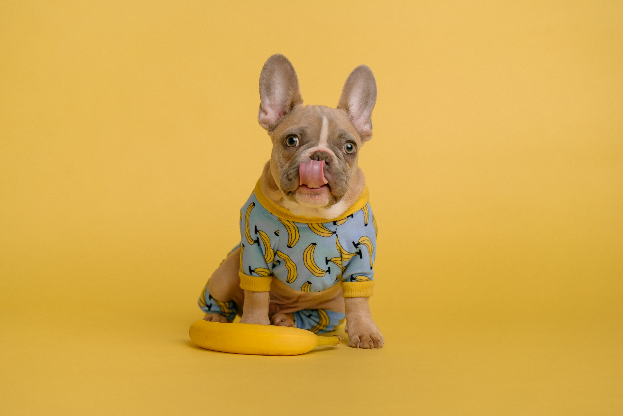 i cani possono mangiare la banana