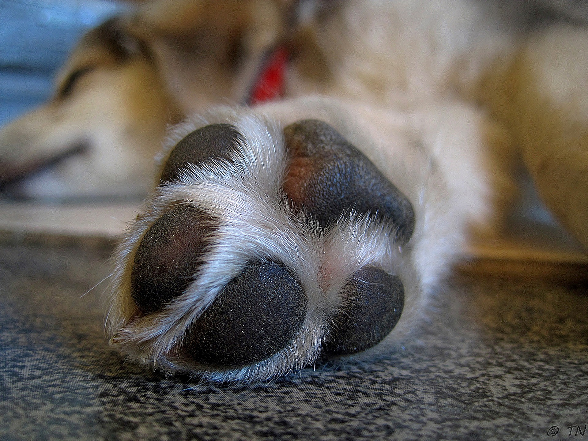 Coronavirus e animali: come disinfettare le zampe del cane