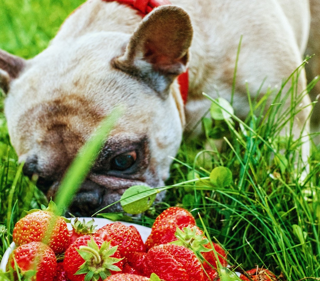 i cani possono mangiare le fragole