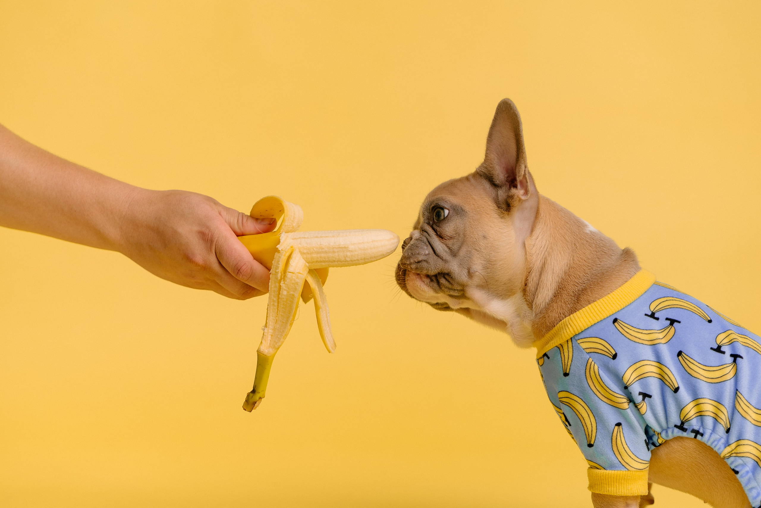 i cani possono mangiare le banane