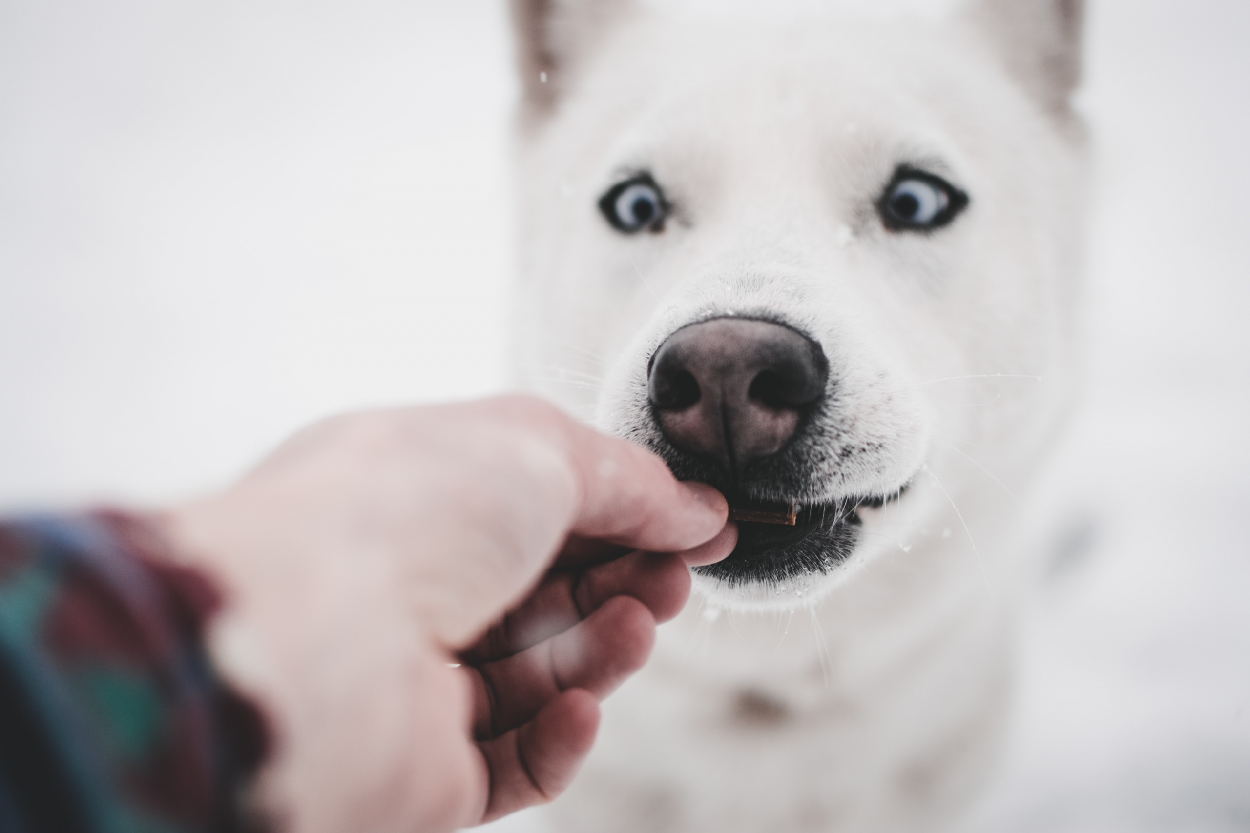 i cani possono mangiare il melone