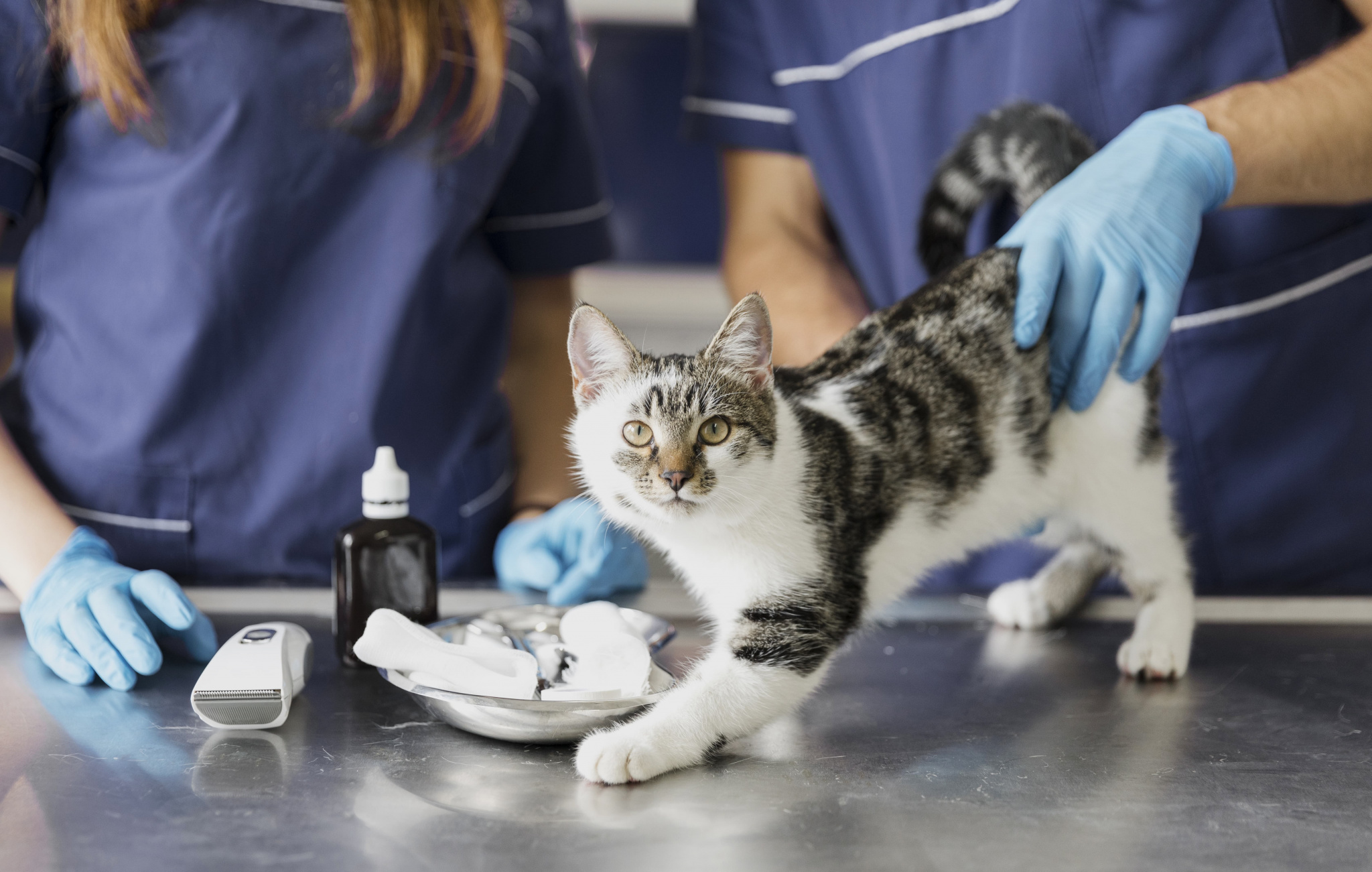 La guida delle malattie dei gatti più comuni. Il blog Veterinario AmicoVet La guida delle malattie dei gatti più comuni. Il blog Veterinario AmicoVet