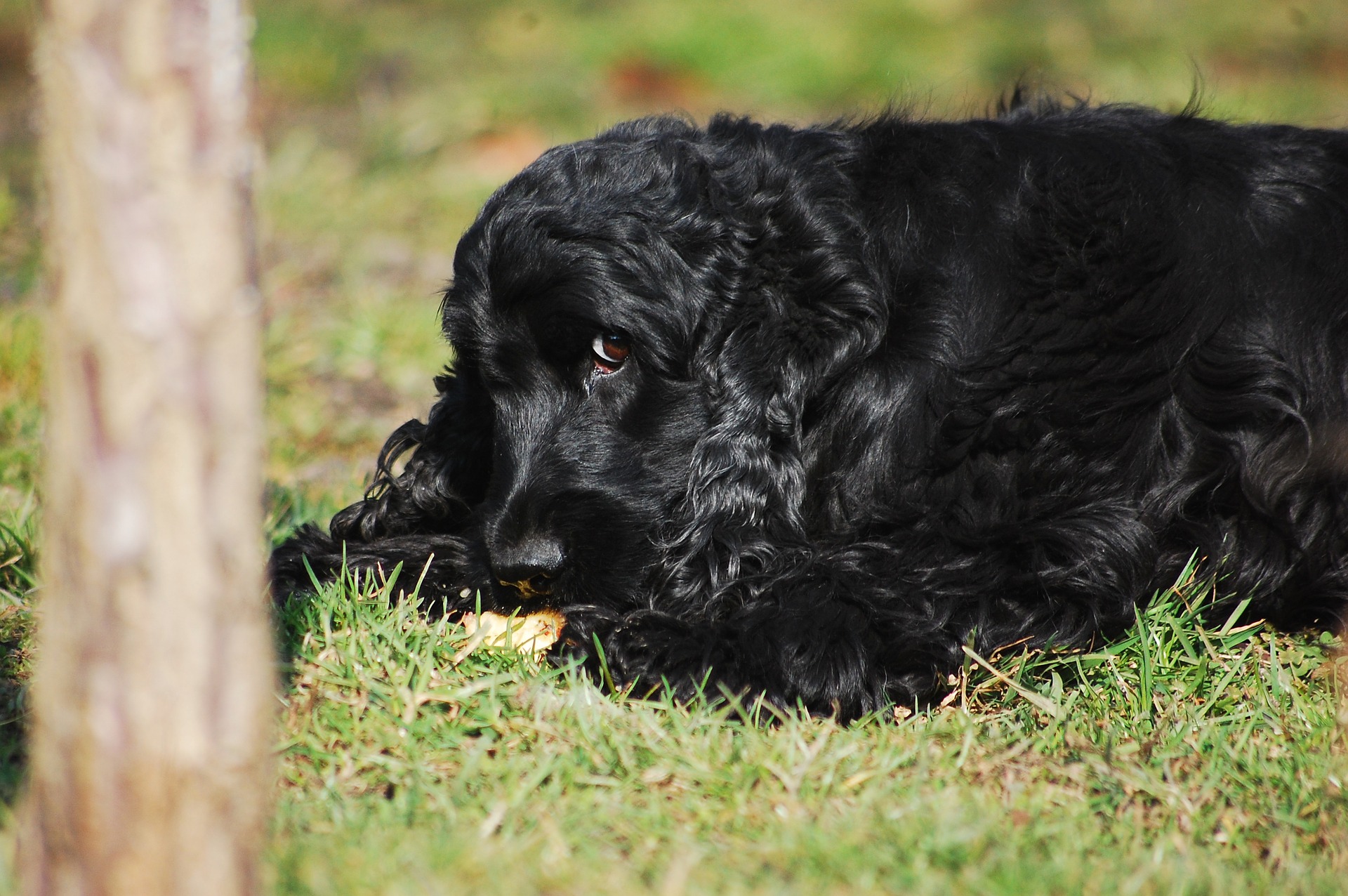 i cani possono mangiare i kiwi