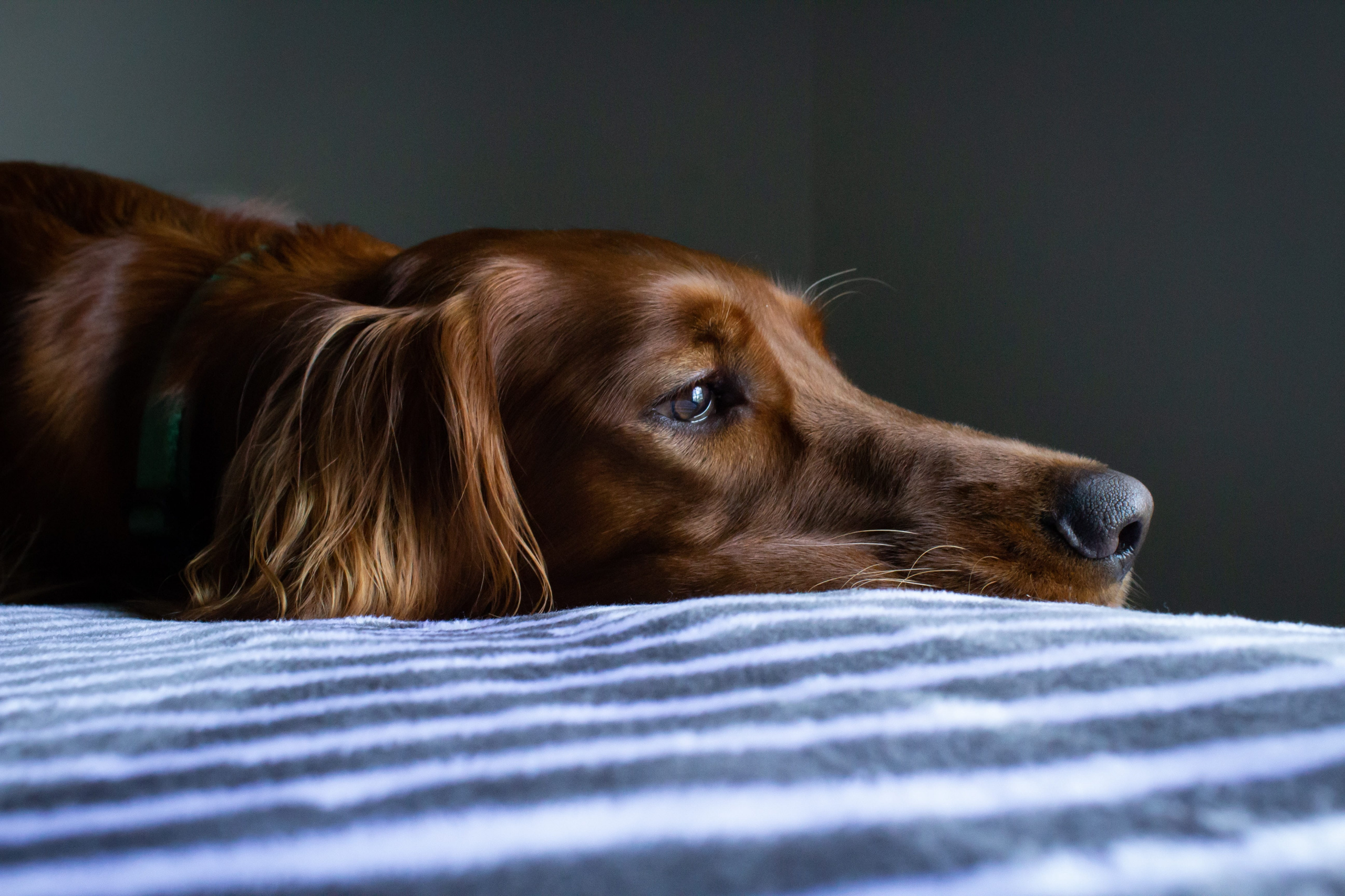 giardia cane