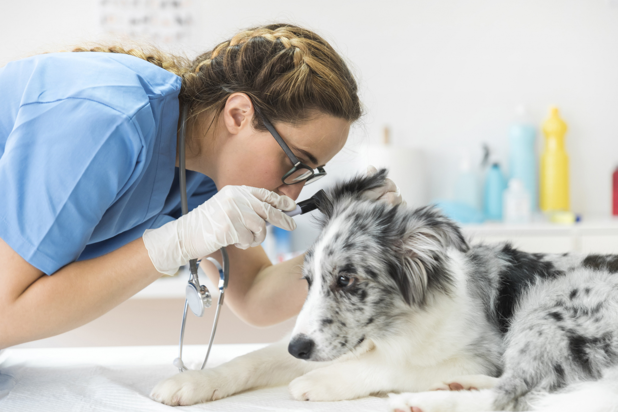 malattie della pelle del cane immagini