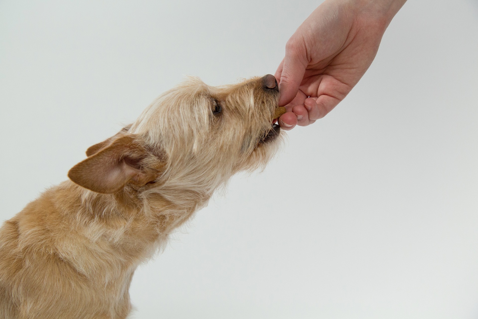 cosa può mangiare il cane?