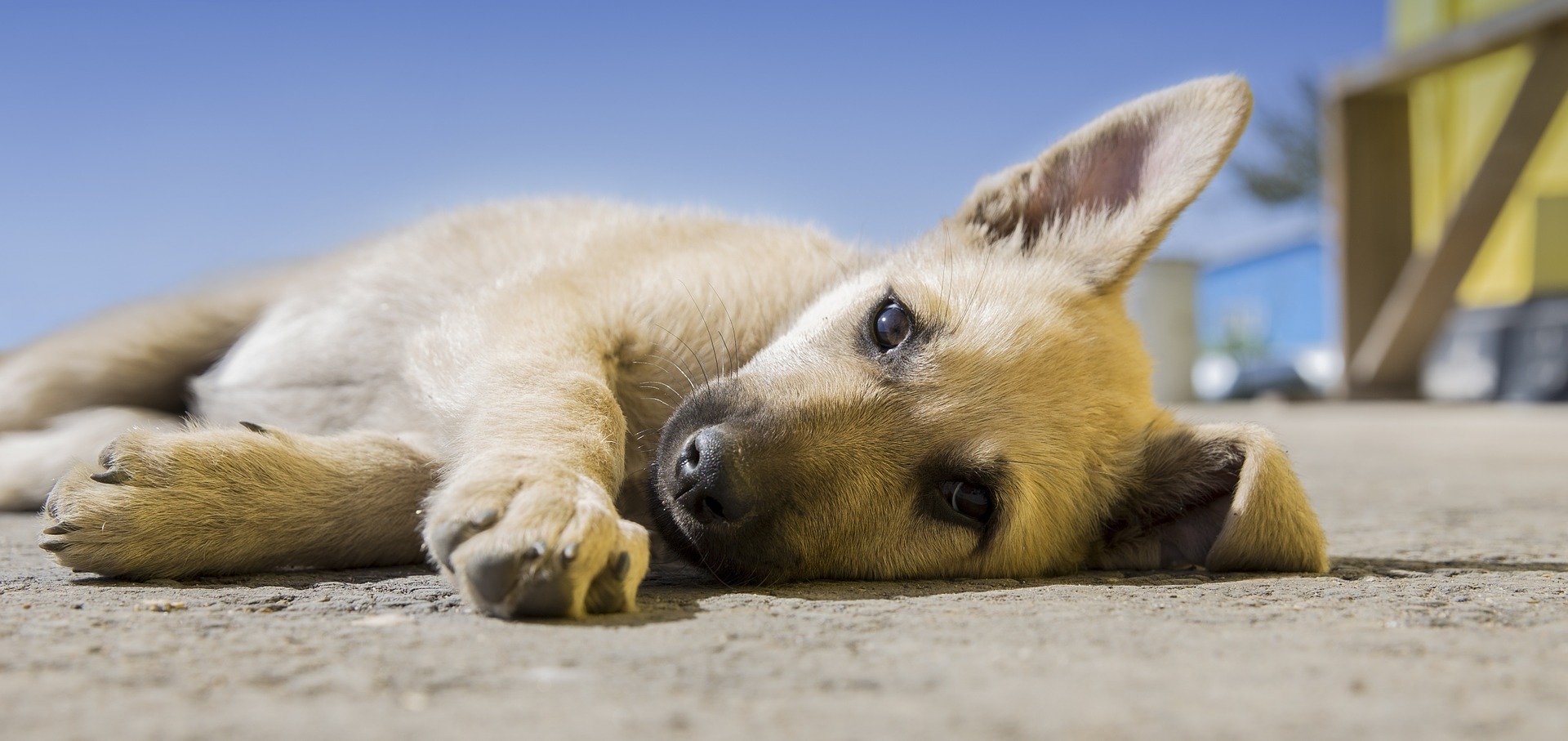 coccidiosi cane