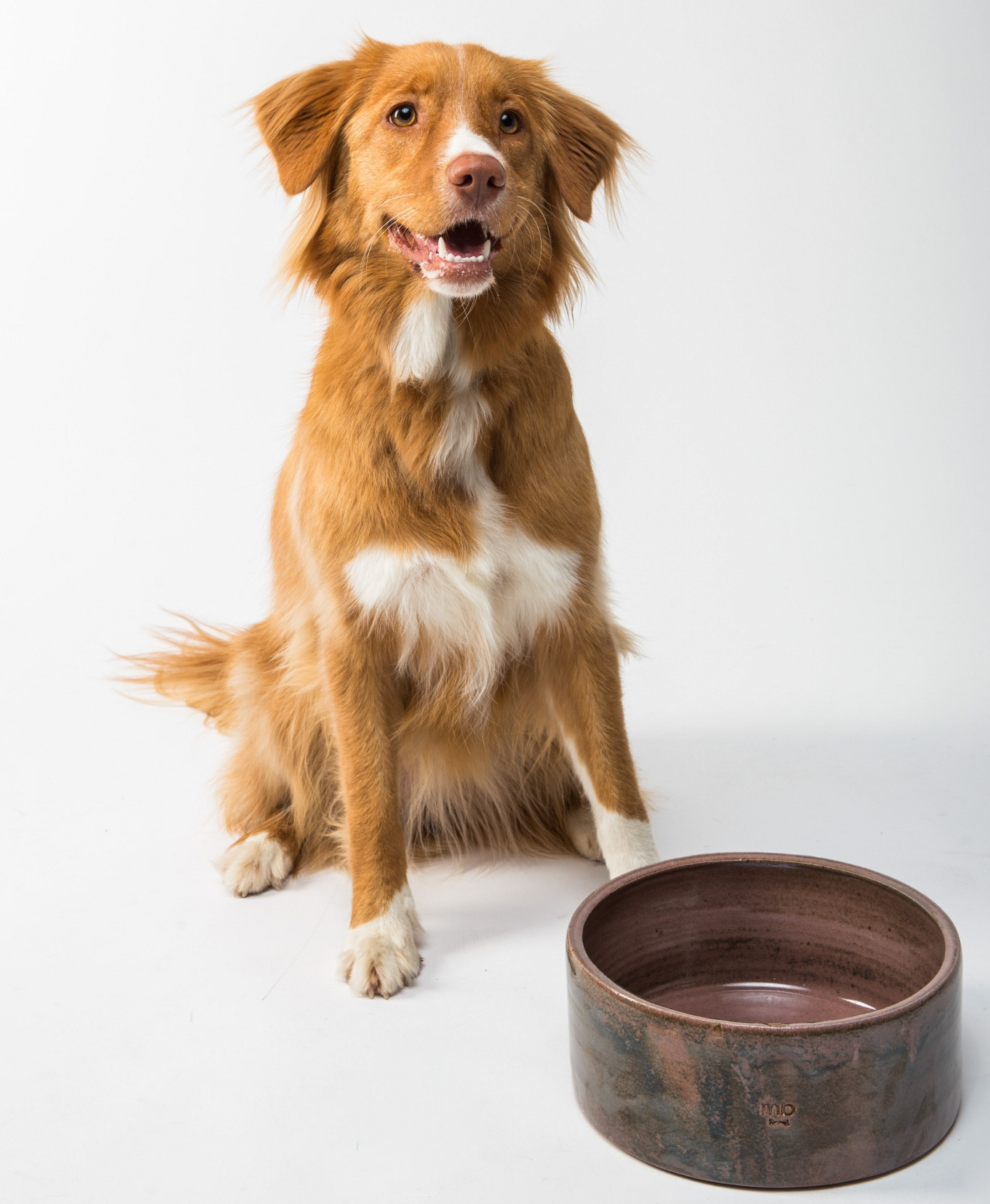 il cane può mangiare l'ananas