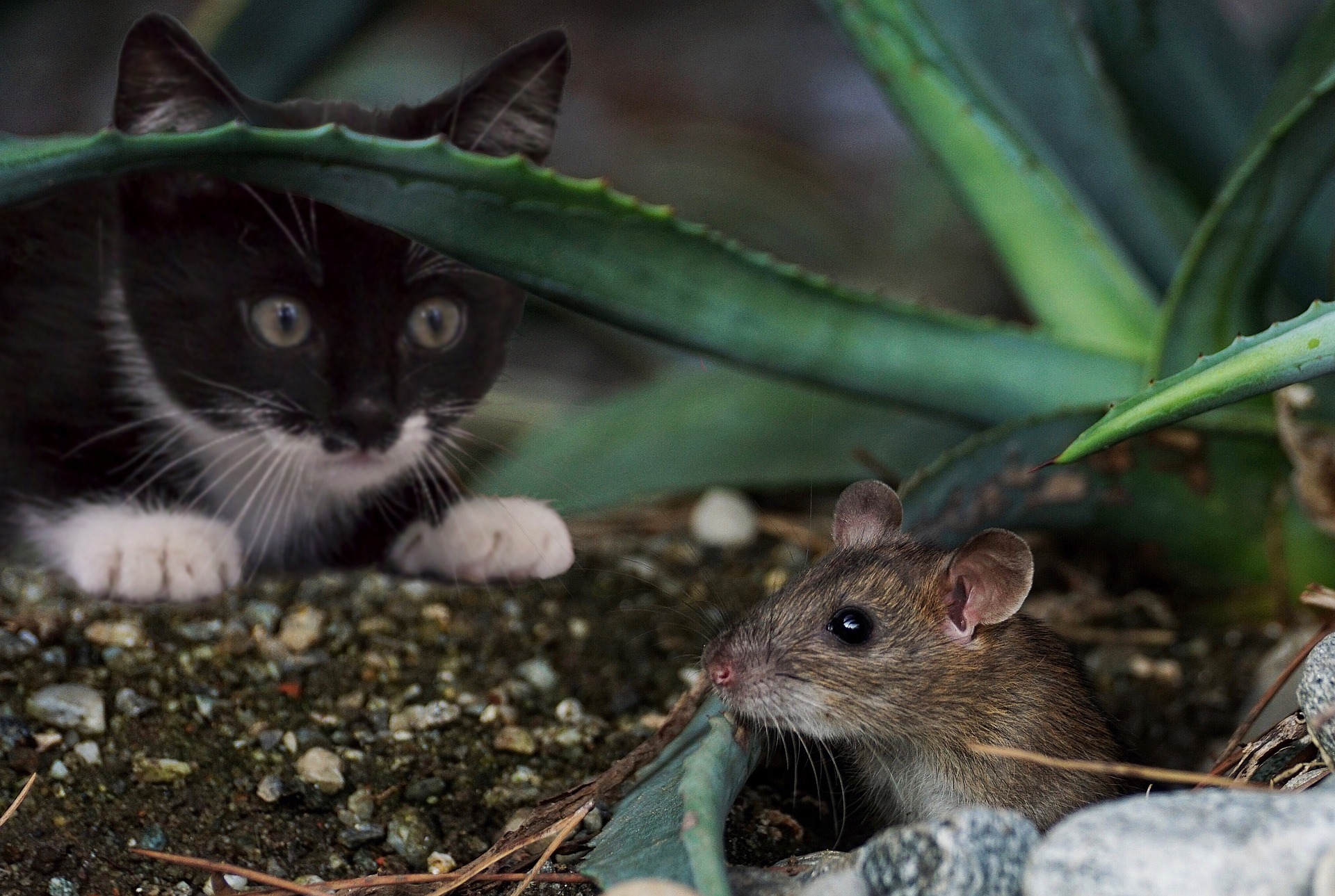 un gatto caccia un topo che potrebbe causargli toxoplasmosi gatto