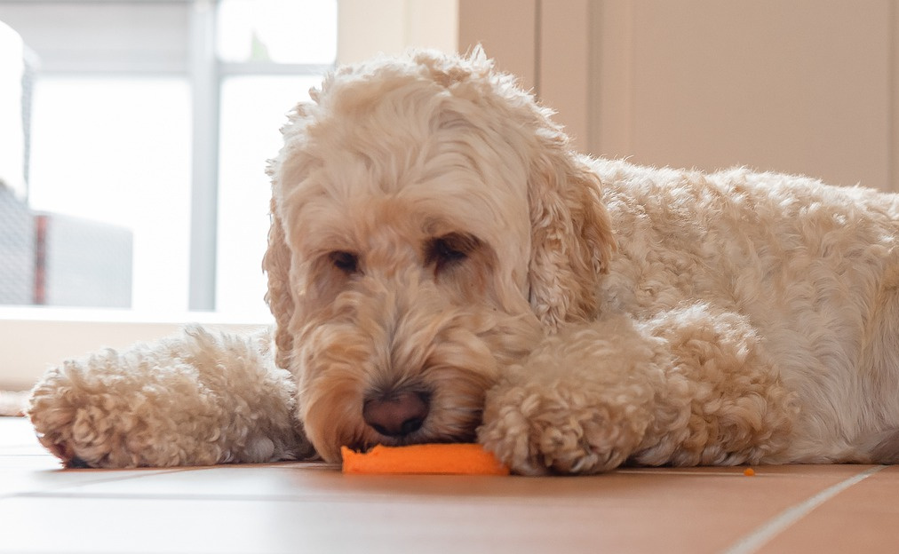 i cani possono mangiare la zucca