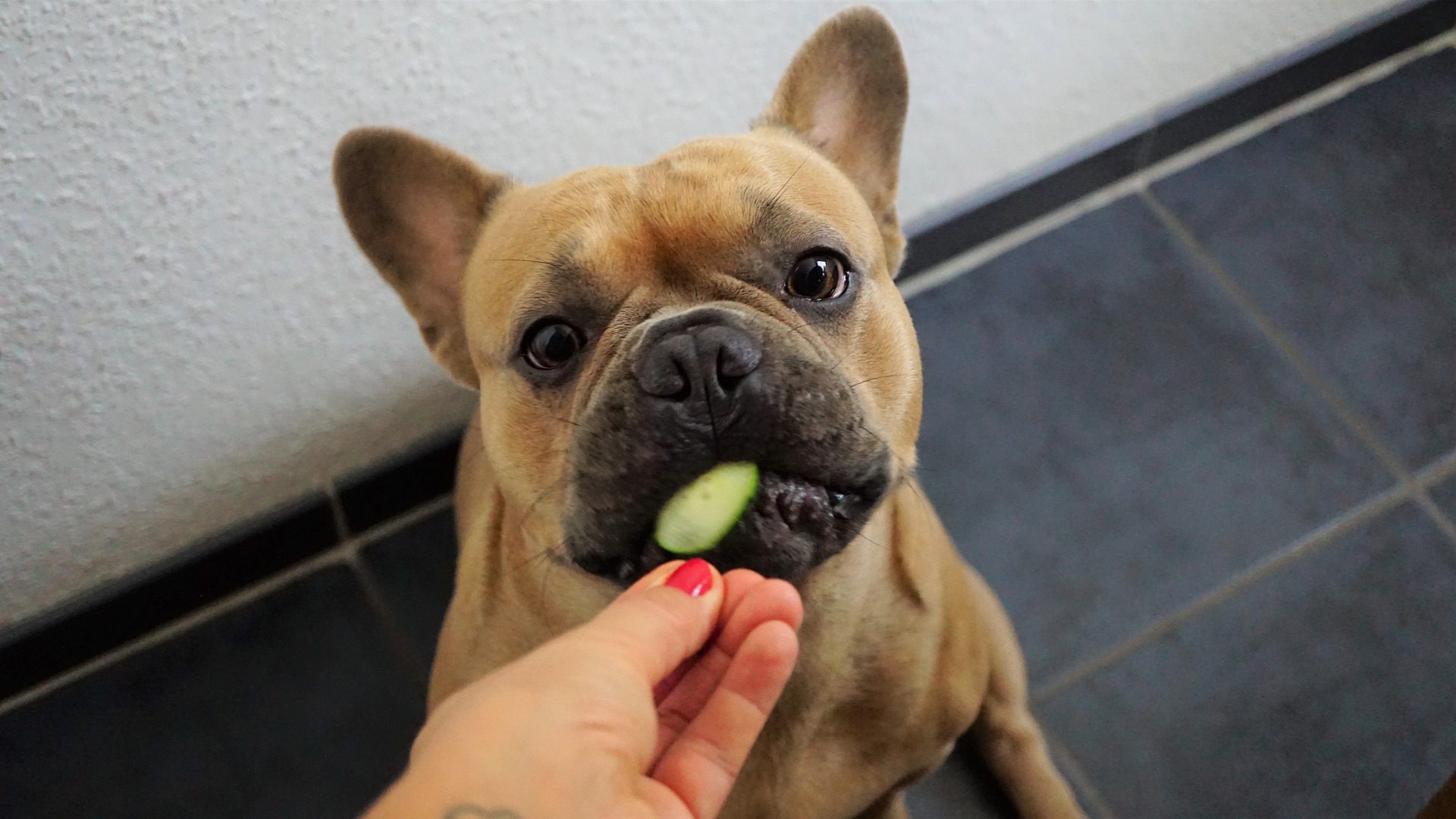 i cani possono mangiare le zucchine