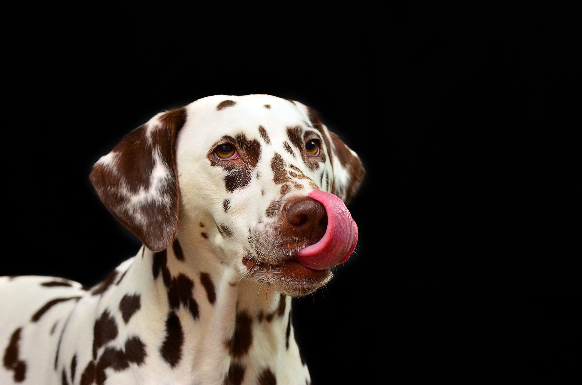 dermatite da leccamento nel cane