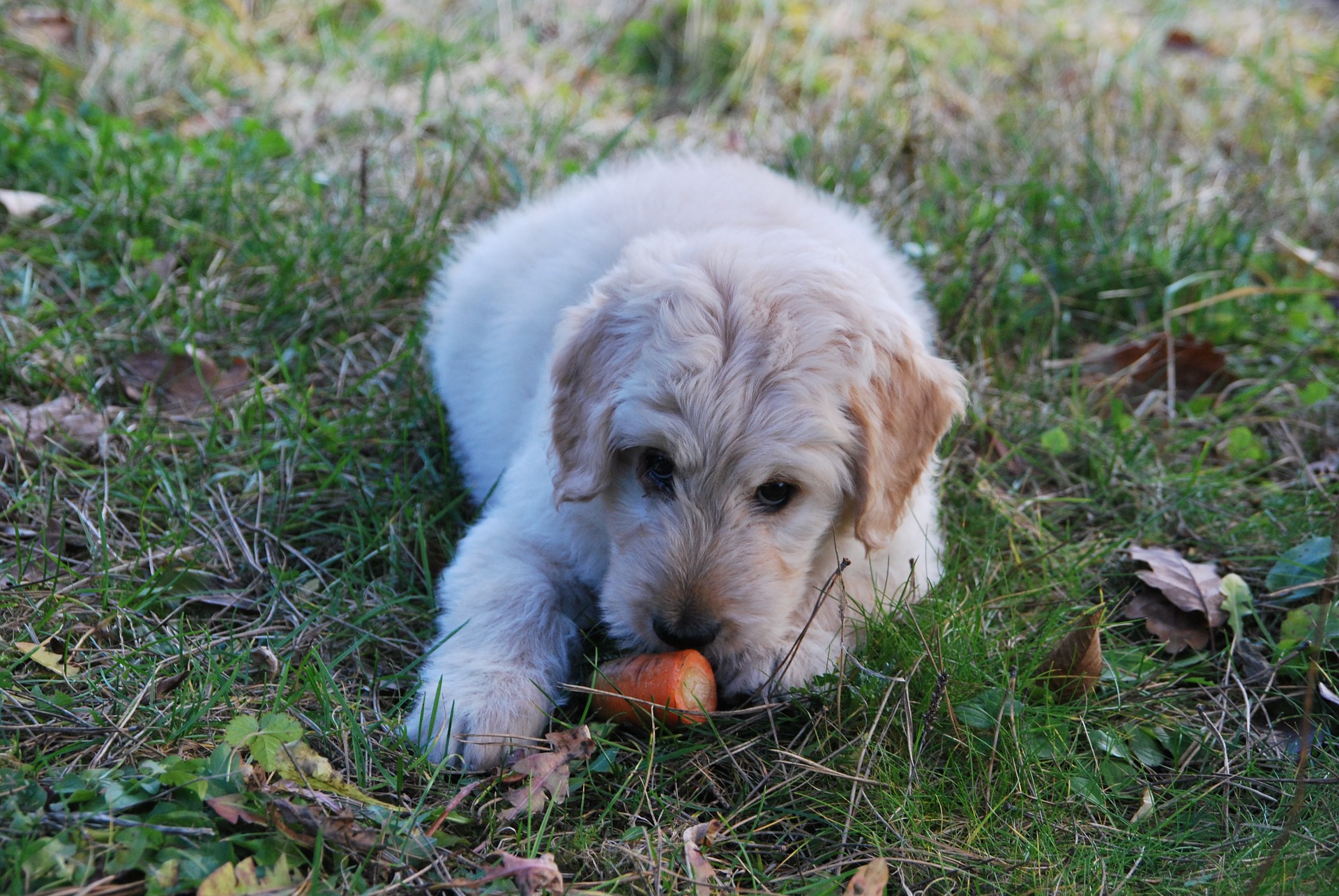 i cani possono mangiare le carote